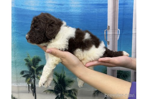 成約済の愛知県のスタンダードプードル-257748の2枚目