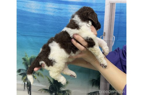 成約済の愛知県のスタンダードプードル-257748の3枚目