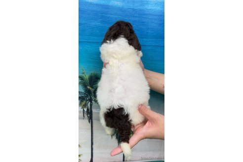 成約済の愛知県のスタンダードプードル-262187の4枚目