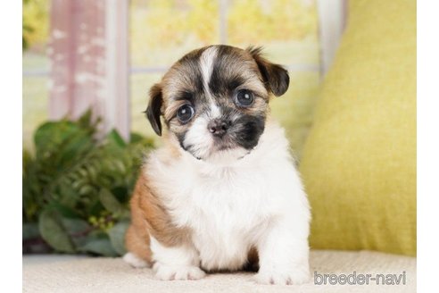 成約済の神奈川県のミックス犬-262201の3枚目