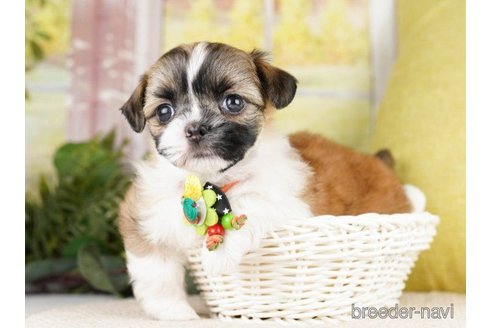 成約済の神奈川県のミックス犬-262201の4枚目