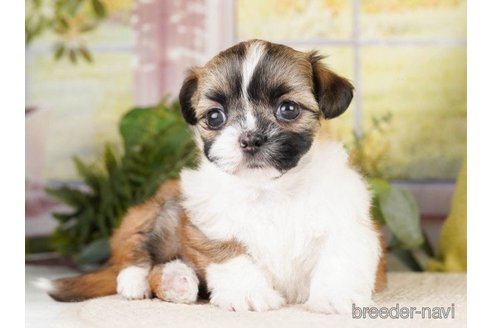 成約済の神奈川県のミックス犬-262201の5枚目