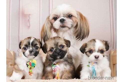 成約済の神奈川県のミックス犬-262201の6枚目