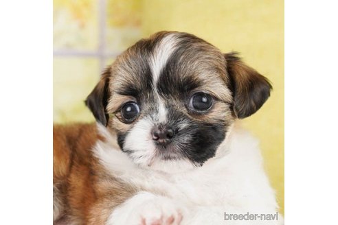 成約済の神奈川県のミックス犬-262201の1枚目