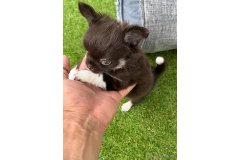 成約済の福岡県のチワワ(ロングコート)-256284の4枚目