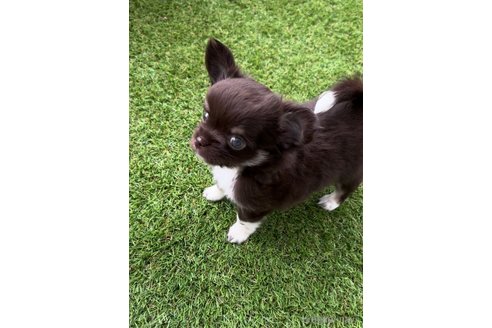 成約済の福岡県のチワワ(ロングコート)-256284の3枚目