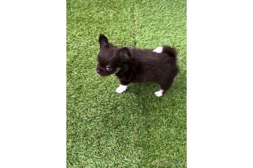 成約済の福岡県のチワワ(ロングコート)-256284の2枚目