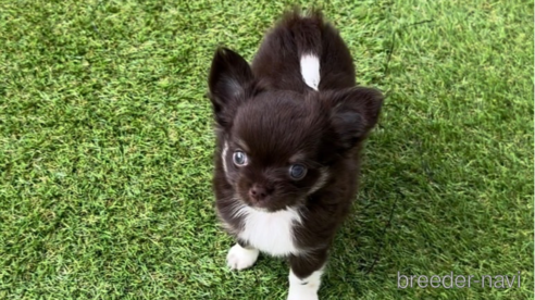 成約済の福岡県のチワワ(ロングコート)-256284