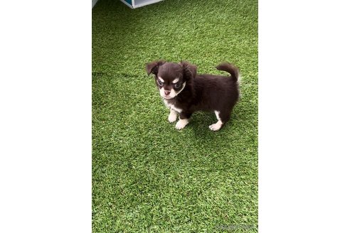 成約済の福岡県のチワワ(ロングコート)-256285の8枚目