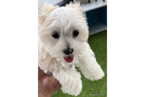 成約済の福岡県のマルチーズ-253672の3枚目