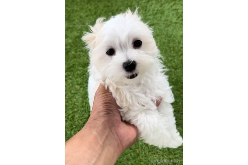 成約済の福岡県のマルチーズ-253672の2枚目