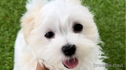 成約済の福岡県のマルチーズ-253672