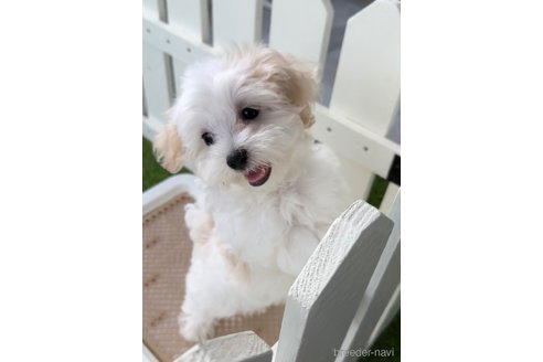 成約済の福岡県のマルチーズ-253669の5枚目