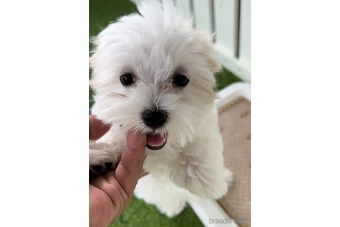 成約済の福岡県のマルチーズ-253669の3枚目