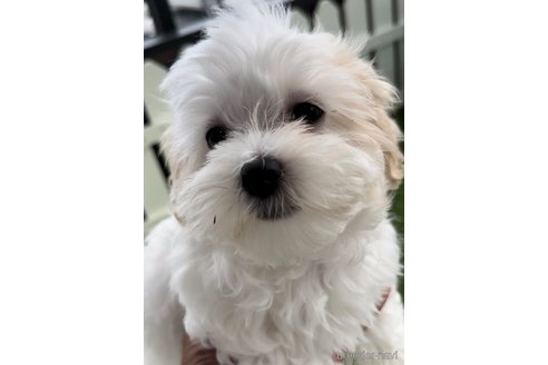 成約済の福岡県のマルチーズ-253669の2枚目