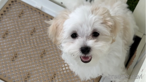 成約済の福岡県のマルチーズ-253669