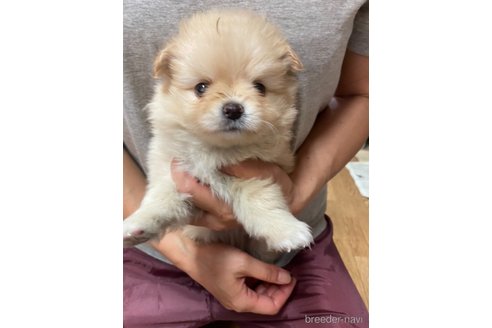 成約済の静岡県のポメチワ:ポメラニアン×チワワ-262267の1枚目