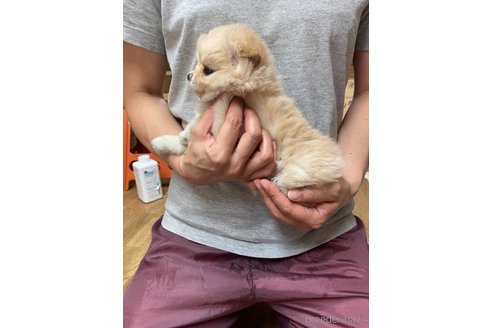 成約済の静岡県のポメチワ:ポメラニアン×チワワ-262267の2枚目