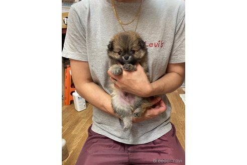 成約済の静岡県のポメチワ:ポメラニアン×チワワ-262268の1枚目