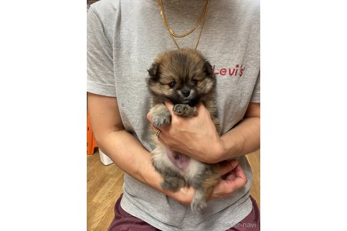 成約済の静岡県のポメチワ:ポメラニアン×チワワ-262268の2枚目