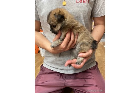 成約済の静岡県のポメチワ:ポメラニアン×チワワ-262268の3枚目