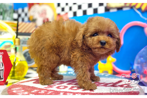 成約済の愛知県のタイニープードル-260620の5枚目