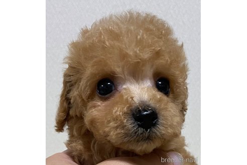 成約済の岡山県のトイプードル-258922の15枚目