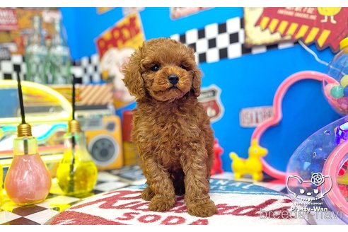 成約済の愛知県のタイニープードル-260600の2枚目