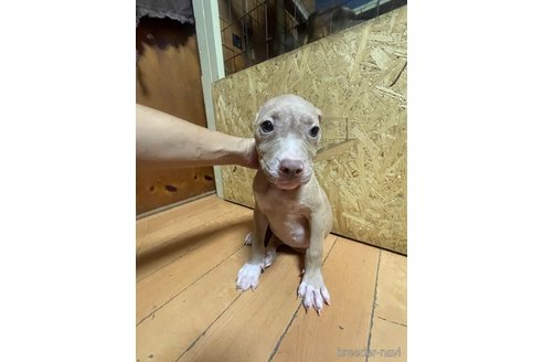 成約済の佐賀県のアメリカンピットブルテリア-245780の23枚目