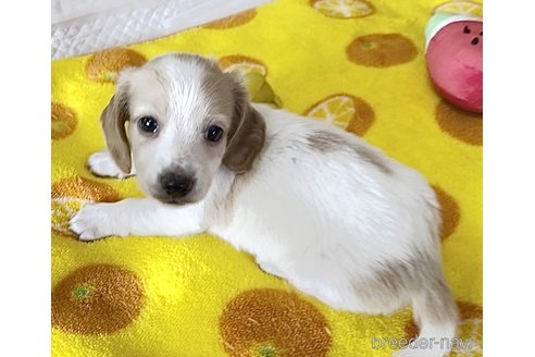 成約済の神奈川県のミニチュアダックスフンド(ロングヘアード)-257182の2枚目