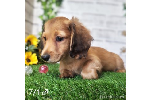 成約済の埼玉県のミニチュアダックスフンド(ロングヘアード)-256320の3枚目