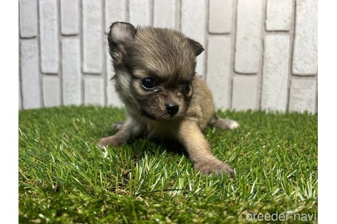 成約済の長崎県のチワワ(ロングコート)-260100の3枚目