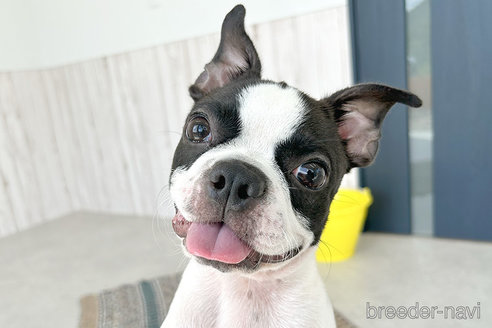 成約済の京都府のボストンテリア-241658の4枚目