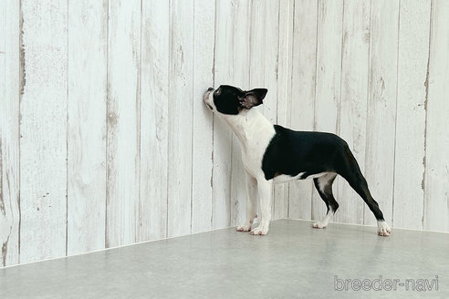 成約済の京都府のボストンテリア-241658の3枚目