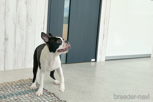 成約済の京都府のボストンテリア-241658の2枚目