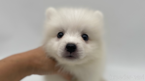 成約済の愛知県の日本スピッツ-257602