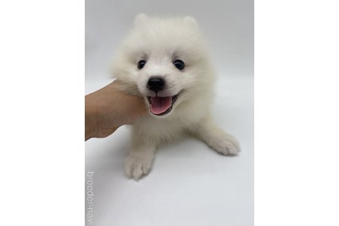 成約済の愛知県の日本スピッツ-257602の2枚目