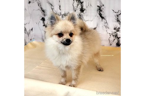成約済の茨城県のポメラニアン-239643の5枚目