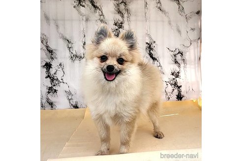 成約済の茨城県のポメラニアン-239643の4枚目