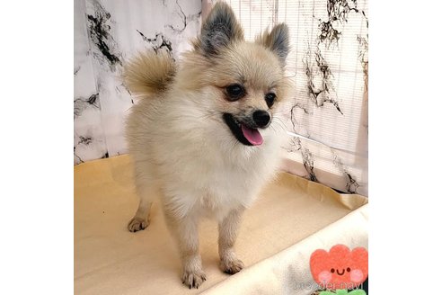 成約済の茨城県のポメラニアン-239643の2枚目