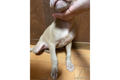 成約済の佐賀県のアメリカンピットブルテリア-262545の26枚目