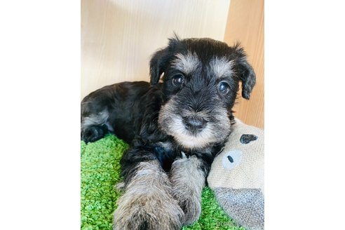子犬