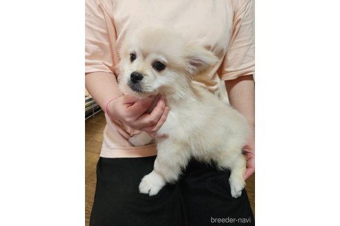 成約済の神奈川県のミックス犬-262616の4枚目