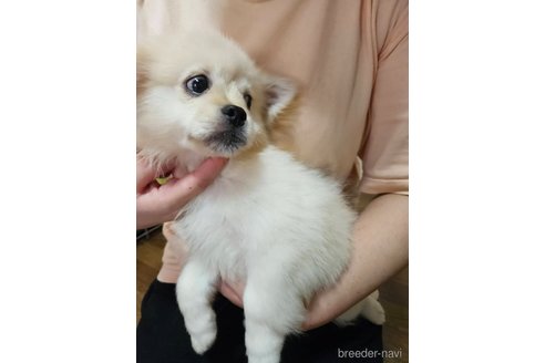 成約済の神奈川県のミックス犬-262616の6枚目
