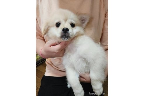 成約済の神奈川県のミックス犬-262616の1枚目