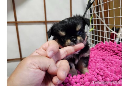 成約済の神奈川県のチワワ(ロングコート)-259827の14枚目