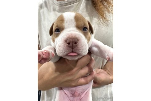 販売中の茨城県のアメリカンブリー-262691