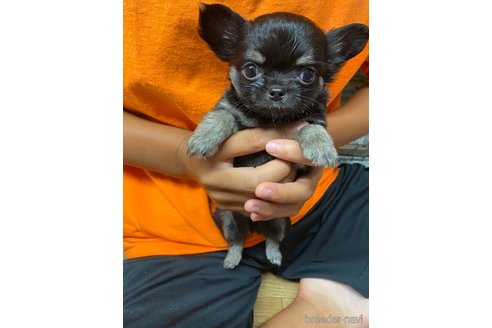 成約済の静岡県のチワワ(ロングコート)-262695