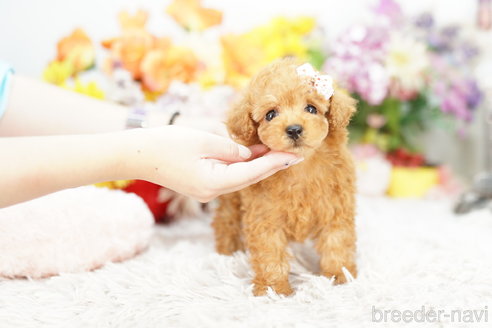 成約済の埼玉県のトイプードル-262719の3枚目