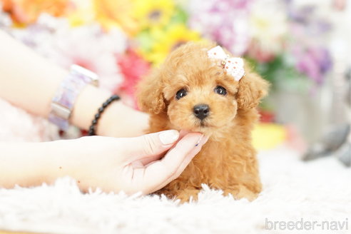 成約済の埼玉県のトイプードル-262719の2枚目